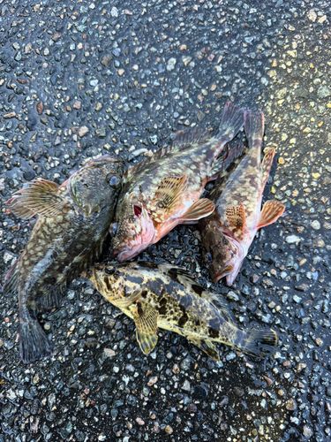 七尾北湾で釣れたカサゴの釣り・釣果情報 - アングラーズ | 釣果600万