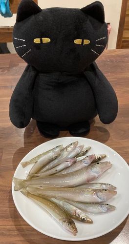 キスの釣果