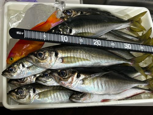 アジの釣果
