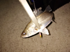 セイゴ（マルスズキ）の釣果