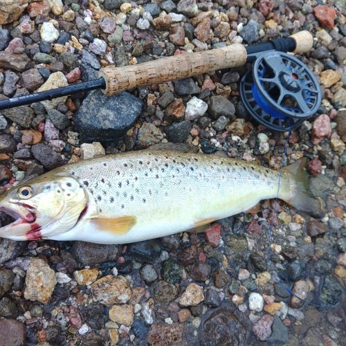 ブラウントラウトの釣果