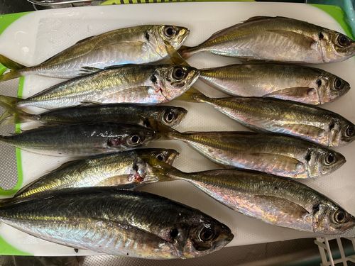 アジの釣果