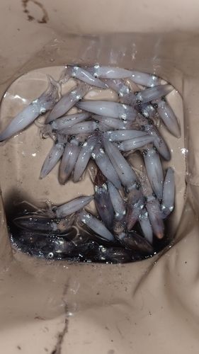 ヒイカの釣果