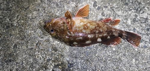 ガシラの釣果