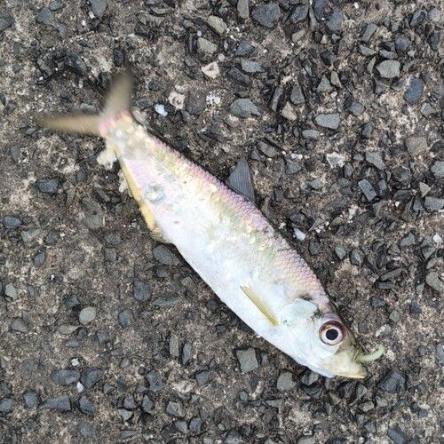 ヒラの釣果