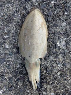 モンゴウイカの釣果