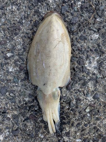 モンゴウイカの釣果