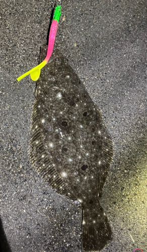 ソゲの釣果
