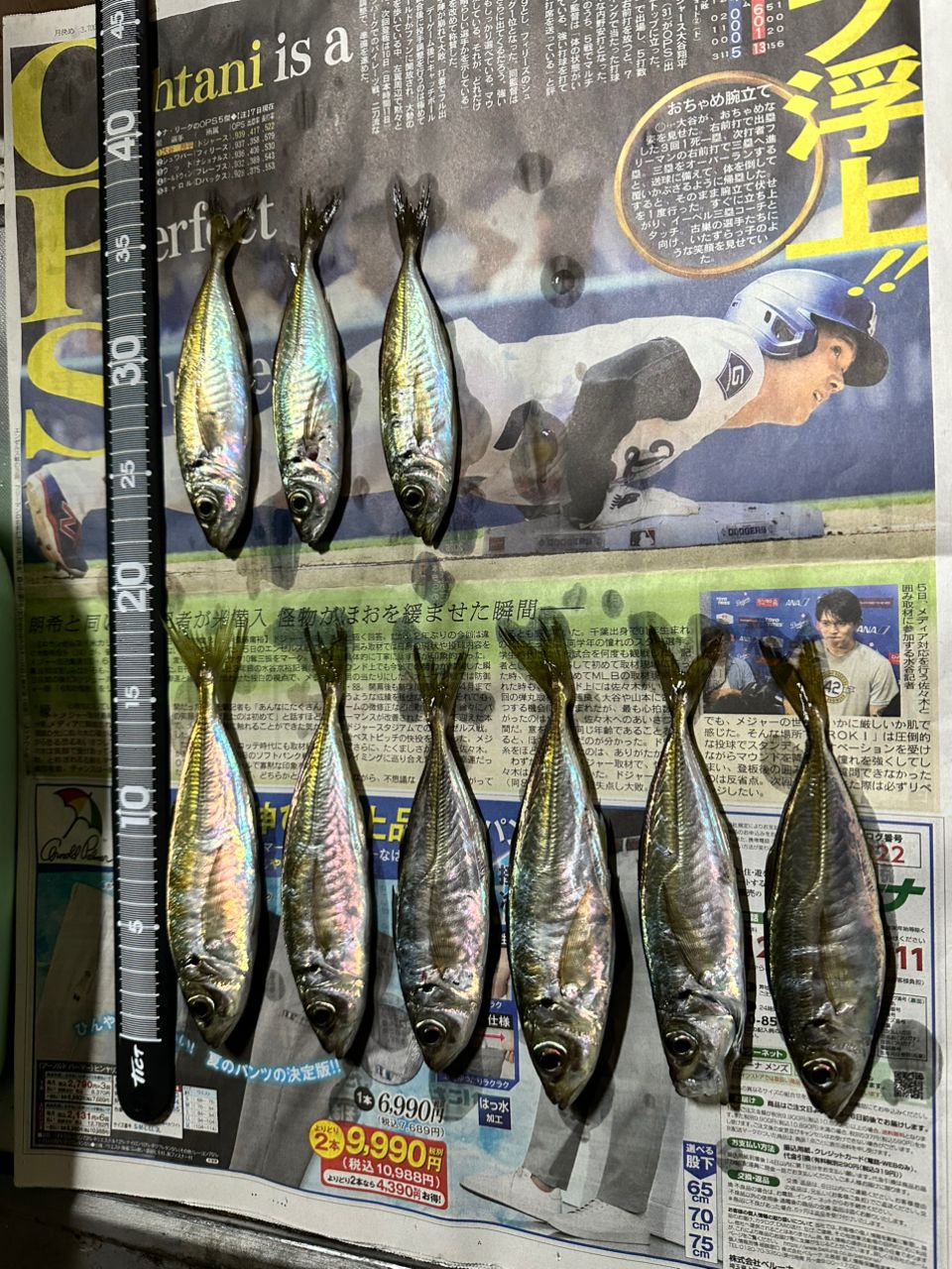 DAIWA 20月下美人 アジング 510UL-Sの最安値・インプレ・釣果 | 本音の
