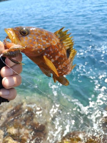 アコウの釣果
