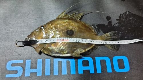 マトウダイの釣果