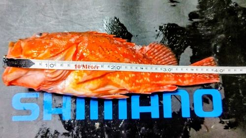 ウッカリカサゴの釣果