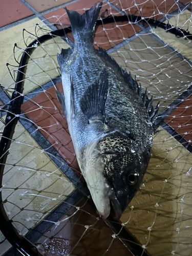 クロダイの釣果
