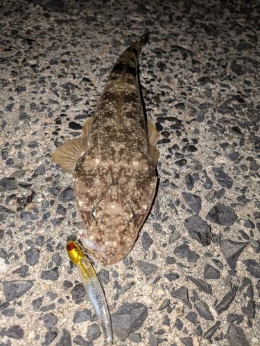 マゴチの釣果