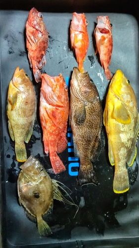 アオハタの釣果