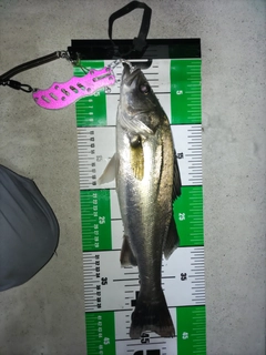 シーバスの釣果