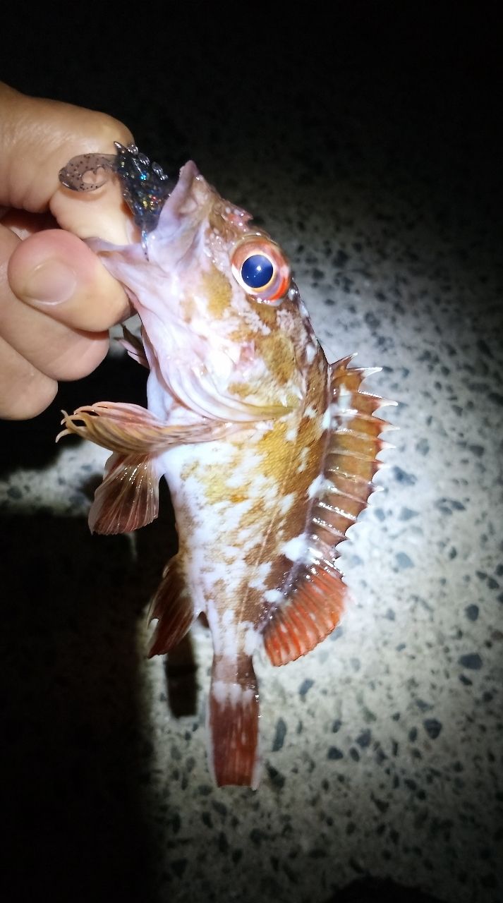 ガシラの釣果写真