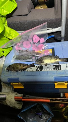 メバルの釣果