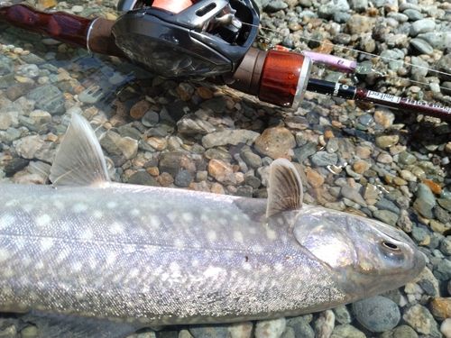 イワナの釣果