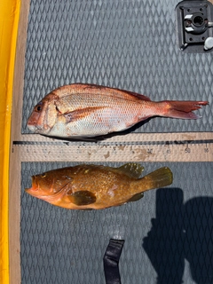 マダイの釣果