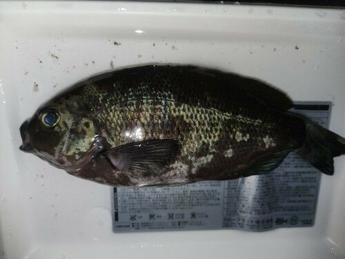 メジナの釣果