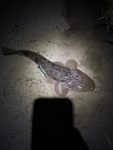 マゴチの釣果