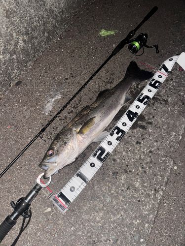 スズキの釣果