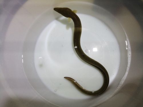 ウナギの釣果