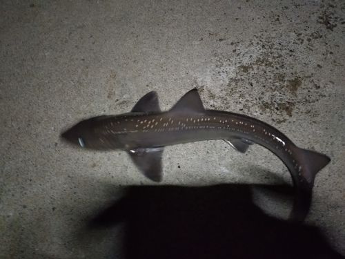 ホシザメの釣果
