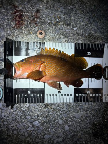 アコウの釣果