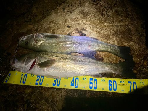 シーバスの釣果