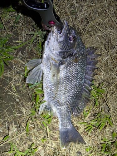 キビレの釣果