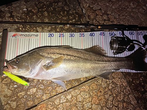 シーバスの釣果