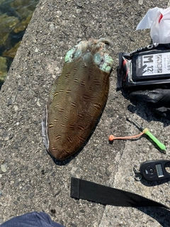 モンゴウイカの釣果
