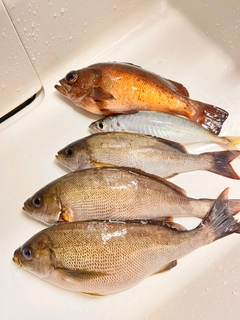 イサキの釣果