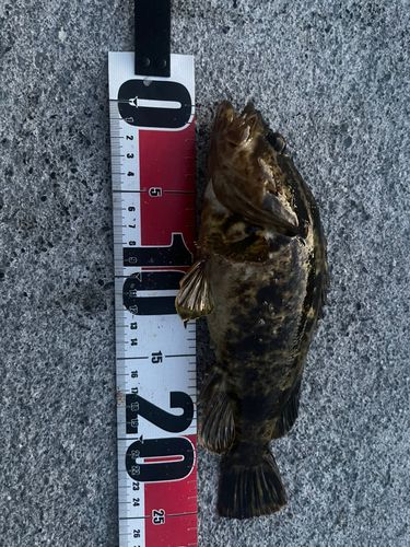 タケノコメバルの釣果
