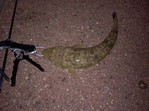 マゴチの釣果