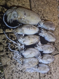 コウイカの釣果