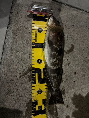 アイナメの釣果