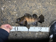 メバルの釣果
