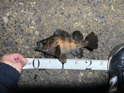 メバルの釣果