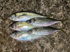 アジの釣果