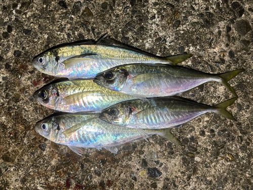 アジの釣果