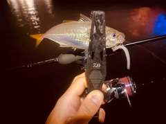 マアジの釣果