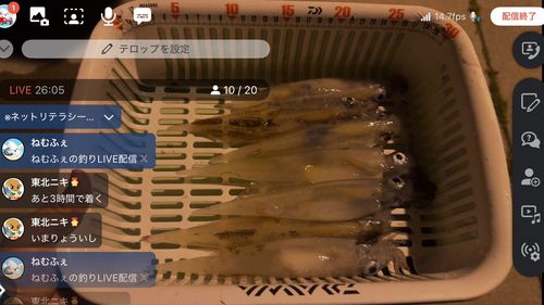 ヤリイカの釣果