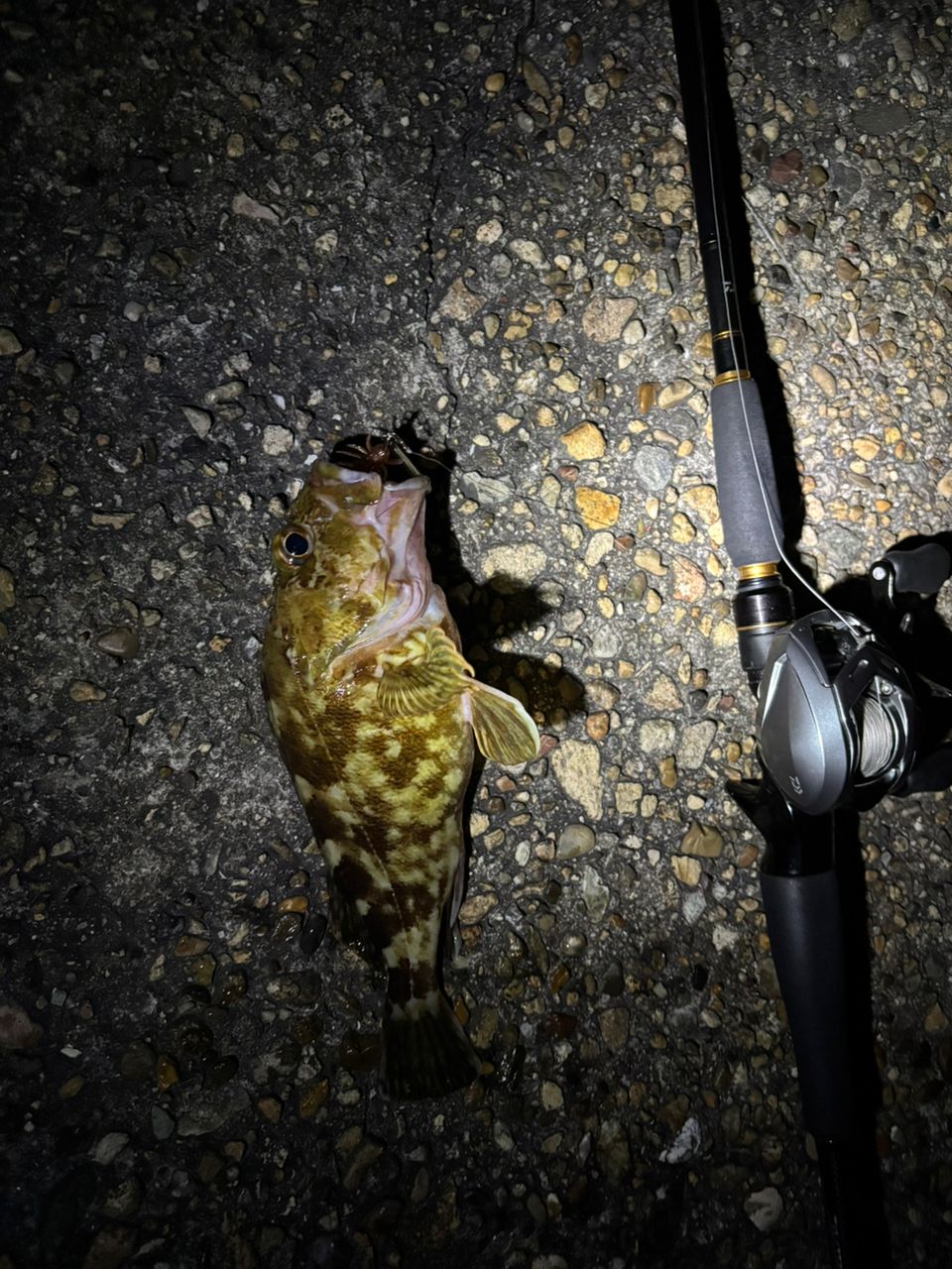 ガシラの釣果写真