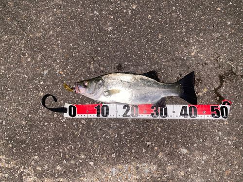 ヒラスズキの釣果