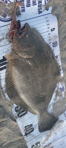 ヒラメの釣果