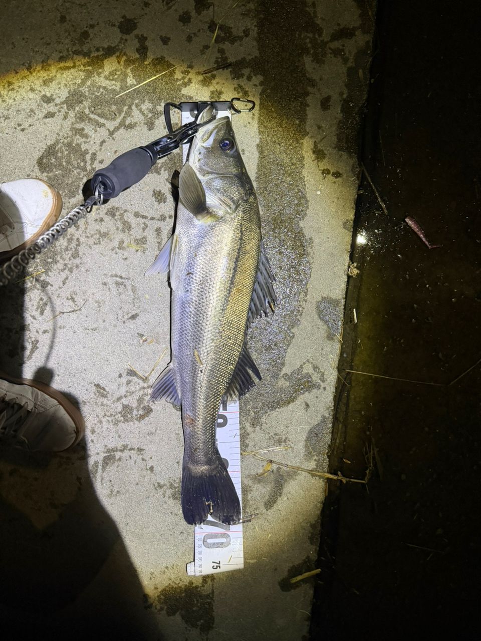 DAIWA 21ラブラックス AGS 96MLの最安値・インプレ・釣果 | 本音の