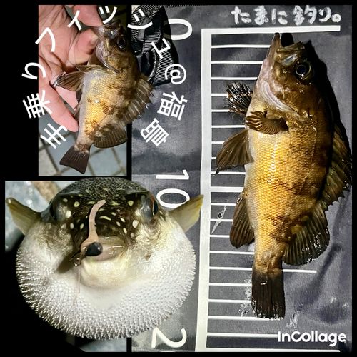 メバルの釣果